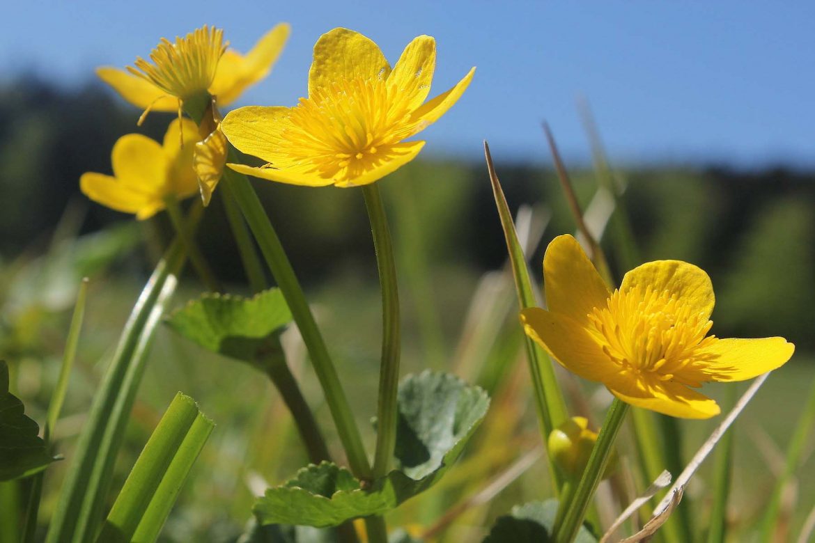 Die Sumpfdotterblume kommt vor allem entlang von kleinen Bächen oder auf sumpfigen Wiesen vor_Foto-M-Hellner