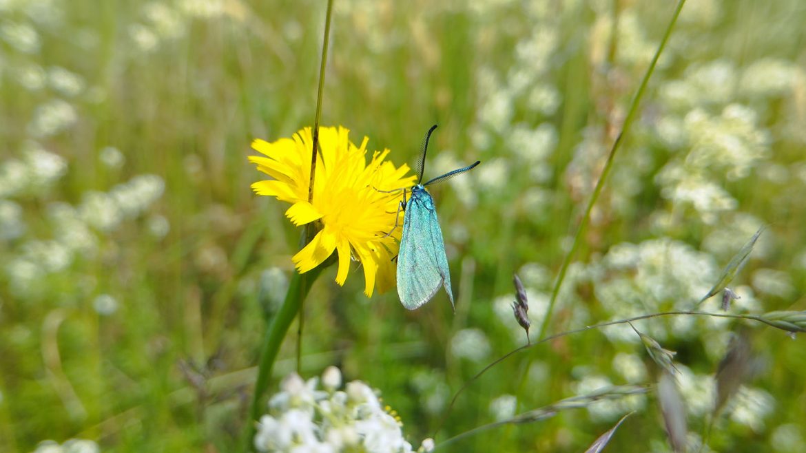 Schmetterling des Jahres Foto. M. Hellner