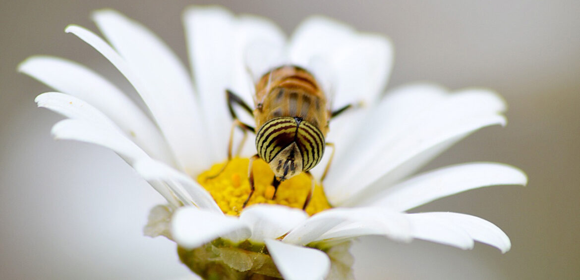 bienenfreunde-2024-gesucht_thueringen