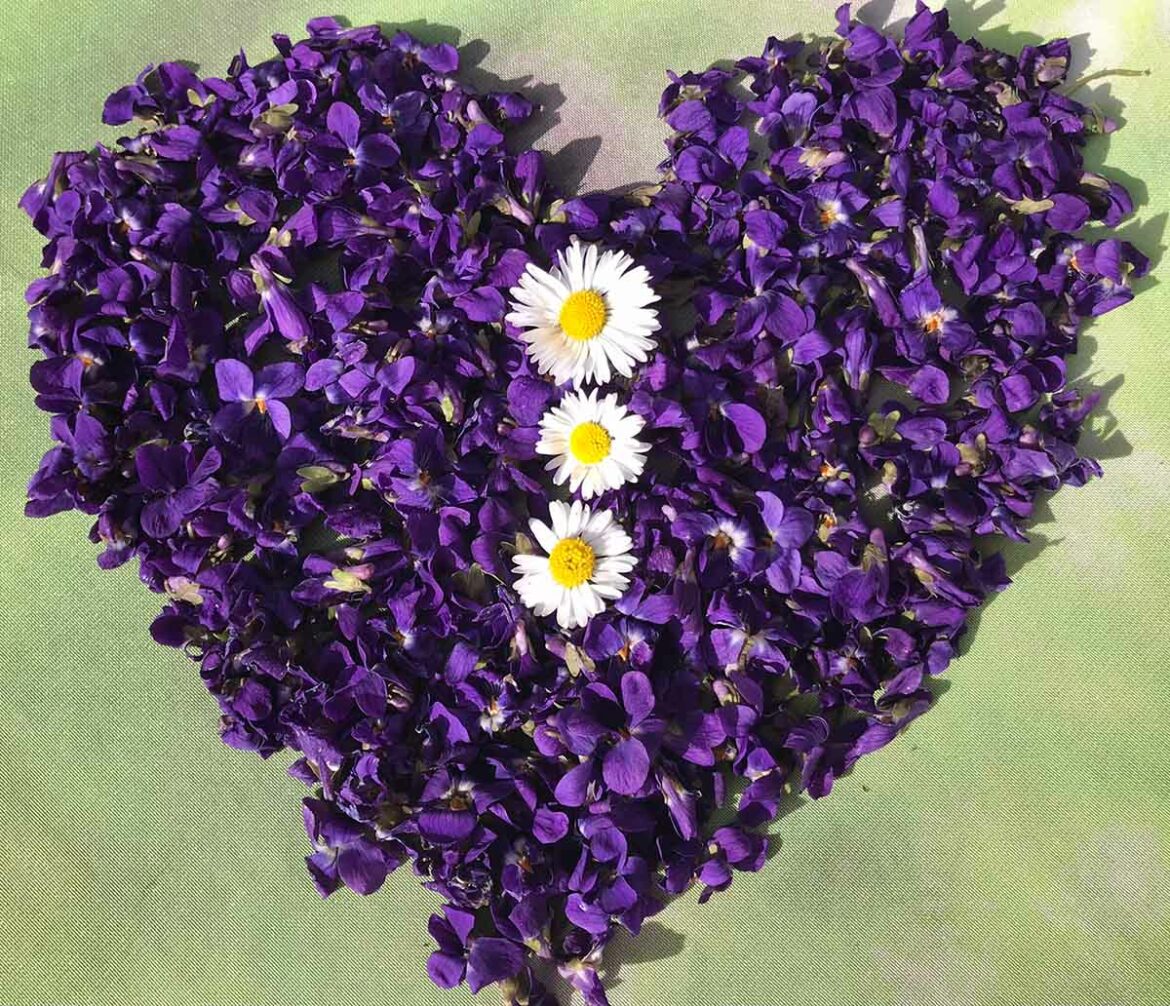 veilchenherz_foto-renate-wagner