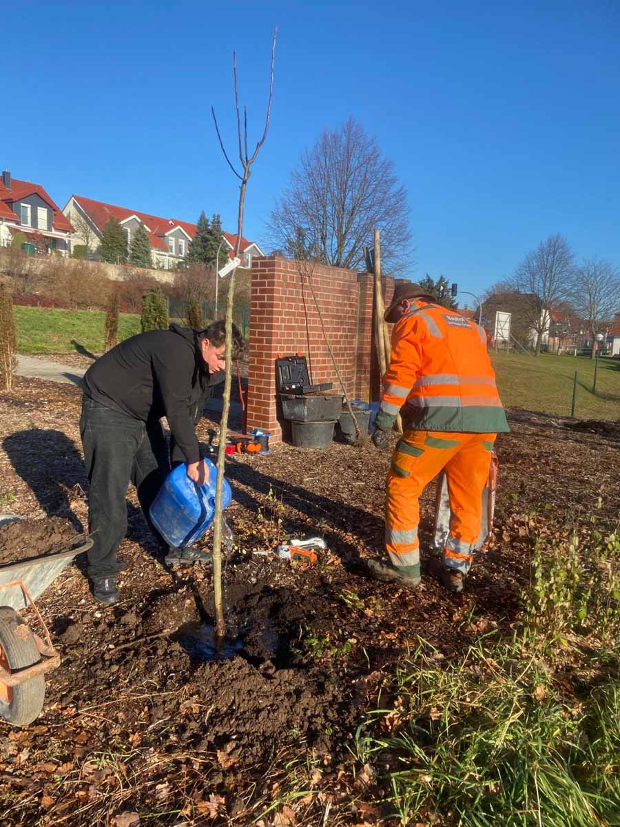baumpflanzaktion-tgs-graefenroda_17-12-2025_07