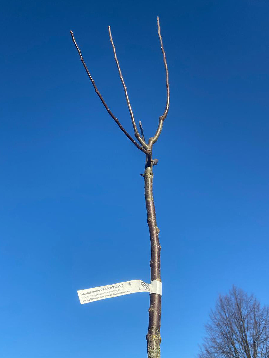 baumpflanzaktion-tgs-graefenroda_17-12-2025_09